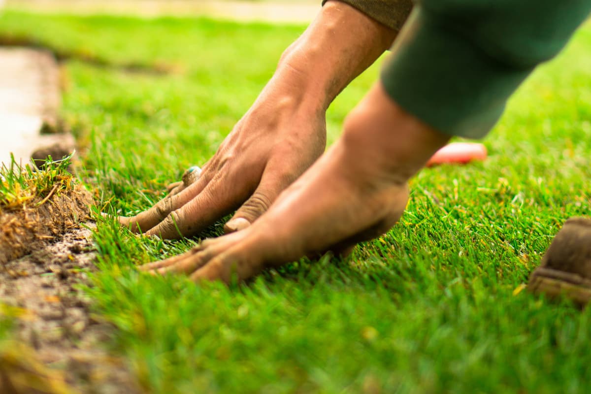 Lawn maintenance service in progress