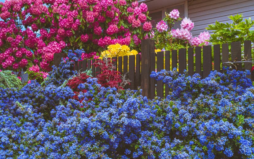 Tree and shrub pruning in a residential garden